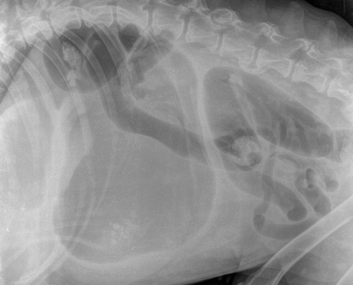 torsion gastrica en radiografia servet urgencias