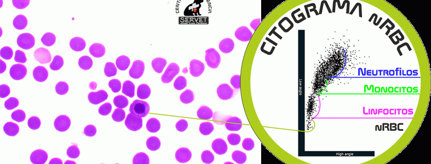 Celulas rojas nucleadas scattergrama