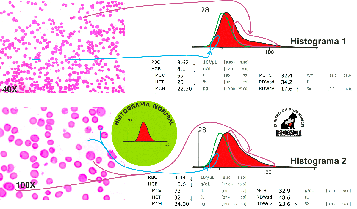 anemia-regenerativa-pre-y-post-tratamiento anemia regenerativa servet urgencias