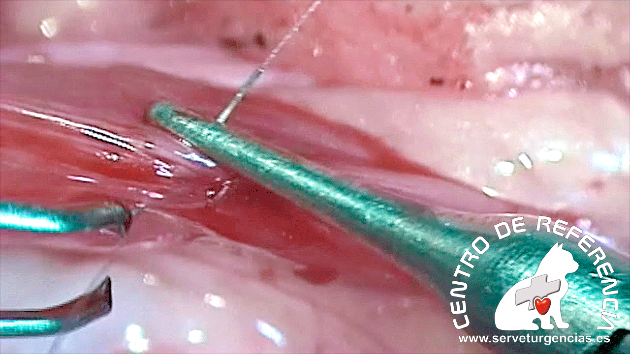 sutura uréter felino microcirugía Servet Urgencias