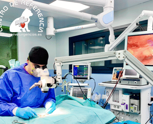 Microcirugía obstrucción uréter Servet Urgencias