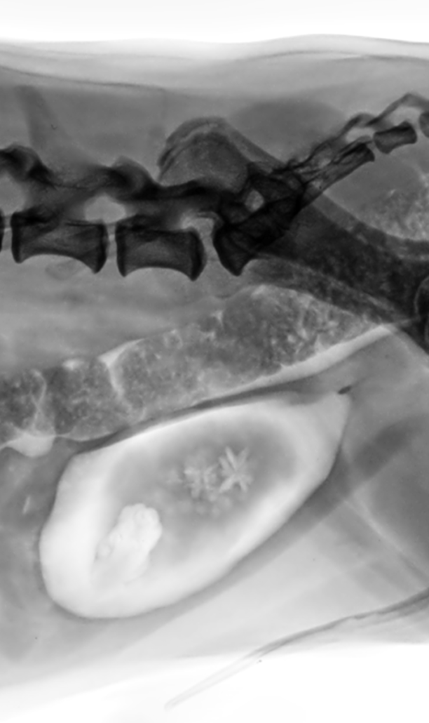 radiografía urolito y pólipo urinario