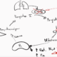 CICLO RENINA ANGIOTENSINA ALDOSTERONA